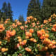 Beautiful orange roses