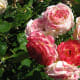 A group of multicoloured roses