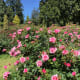 A scene in the rose garden