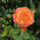 One of my favourite rose colours