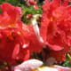 Roses just after being watered