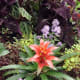 A bromeliad