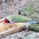 Gouldian finch