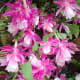 Christmas cactus