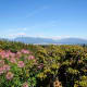 A view of the Coast Mountains from a high point in Queen Elizabeth Park