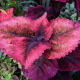 the-bloedel-conservatory-in-vancouver-a-photo-tour