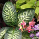 A combination of attractive flowers and leaves