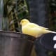 Canary
