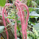 A chenille plant