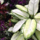 the-bloedel-conservatory-in-vancouver-a-photo-tour