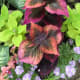 I think that Coleus leaves can sometimes be as beautiful as flowers.