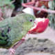 Another Lineolated Parakeet