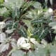 the-bloedel-conservatory-in-vancouver-a-photo-tour