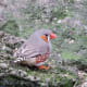 Zebra finch