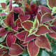 the-bloedel-conservatory-in-vancouver-a-photo-tour