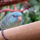 Lineolated or Barred Parakeet