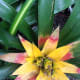 Another bromeliad