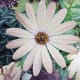 the-bloedel-conservatory-in-vancouver-a-photo-tour
