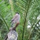 A free flying bird at the Bloedel Conservatory