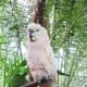 Kramer is a salmon-crested or Moluccan cockatoo. He often talks to visitors.
