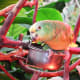 Casey, the Yellow-Crowned Amazon