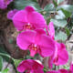 A beautiful pink orchid