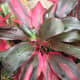 Pink leaves are always interesting.