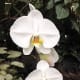 A white orchid