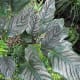 Colours and stripes can create attractive patterns on leaves.