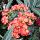The wide variety of plants that can be seen under the dome is wonderful. This is a kalanchoe.