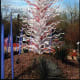 This beauty is in the Boppart Courtyard near the Sybil B. Harrington Cactus and Succulent Galleries