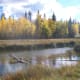 Logs in the lake with background consisting of trees and shore on the other side.