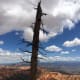 An old dead tree, also referred to as a snag, on the edge of the canyon