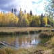 Then walk back and get the same logs with a young aspen tree in the right foreground adding vertical interest.