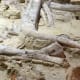 visit-the-mammoth-site-of-hot-springs-south-dakota-walk-among-wooly-mammoth-fossils
