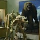 This fossilized giant short-faced bear was also found in the sinkhole. In the background is a picture of what it looked like in life, thousands of years ago.