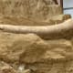Mammoths used their tusks to gather food, as weapons and as displays, in attracting mates and warding off rivals.