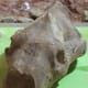 This is a fossilized skull of a giant short-faced bear on display at the Mammoth Site. Short-faced bears were once powerful carnivores.