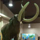 Male Columbian mammoths were about 13 feet (4 m) tall at the shoulders. Male wooly mammoths were about 9-11 feet (2.7-3.4 m) tall at the shoulders (about the size of a modern African elephant, by comparison).