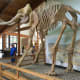 Pictured here is a replica mammoth skeleton 26,000 years in the making. The Asian elephant (Elephas maximus) is the closest living relative of the mammoths.