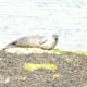 Seal, Aran Islands, Ireland
