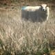 Sheep, Ireland