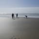 A walk along the beach in Winchester Bay is serene, but not the perfect place to search for shells, fossils and sand dollars that remain intact.