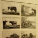 Animals, c.1654, Theodore van Kessel (Dutch, 1620-1660) after Jan van den Hecke (1620-1684) Etching
