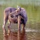 Moose @ Isle Royale National Park, Michigan