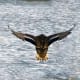 Duck landing at Bay Beach Wildlife Sanctuary at Green Bay, Wisconsin