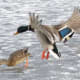Ducks at Bay Beach Wildlife Sanctuary at Green Bay, Wisconsin