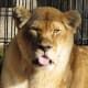 Lion at NEW Zoo in Green Bay, Wisconsin