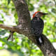 Red-bellied Woodpecker @ Bay Beach Wildlife Sanctuary at Green Bay, Wisconsin