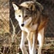 Red Wolf at NEW Zoo in Green Bay, Wisconsin